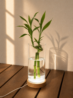 Ambient Light Base